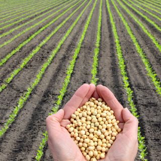 Ekstrakt z zarodków soi